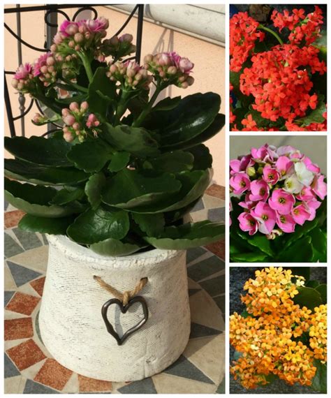 Kalanchoe Blossfeldiana Care How To Grow Florist Kalanchoe