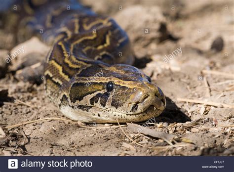 Python Sebae Stock Photos & Python Sebae Stock Images - Alamy