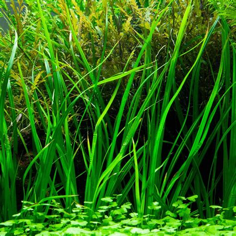 Cyperus helferi | Aquasabi - Aquascaping Shop
