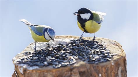 Das Buffet Ist Er Ffnet V Gel F Ttern Im Winter Tfa Wissen