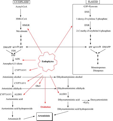 A Proposed Model Of The Effects Of Endophytes On Expressions Of The Key