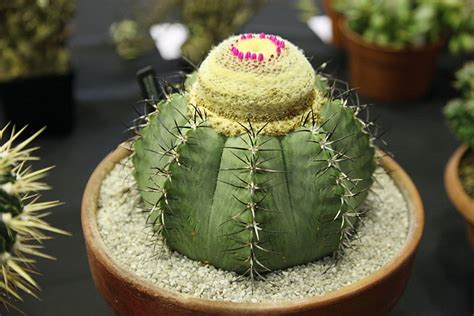 Melocactus glaucescens | 2nd prize Class 28 Cactus | Flickr