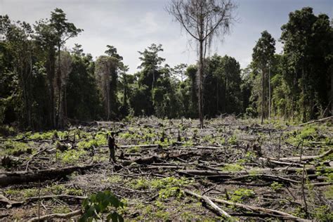 4 100 Hektar Hutan Gambut Rawa Singkil Rusak