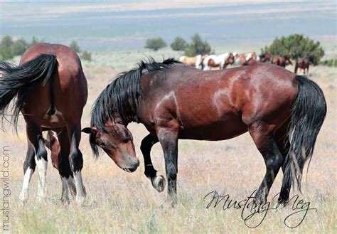 Pin by Josée Tétreault on Mustang Wild horses Horse breeds