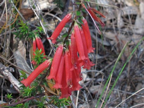 Epacris Impressa Common Heath Hankyhelper Flickr