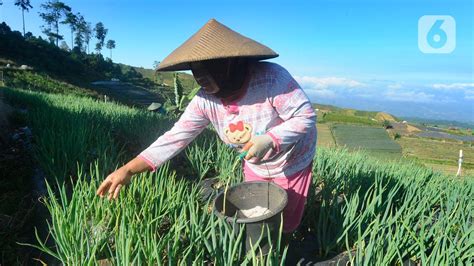 Petani Majalengka Keluhkan Harga Pupuk Mahal Dan Dibatasi Foto