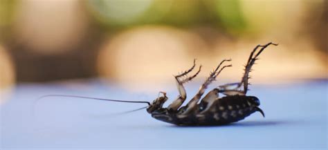 Jak skutecznie zwalczać insekty domowe Idealne Sprzątanie