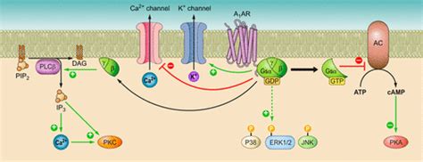 Adenosine Mechanism Of Action