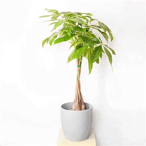 Cm Pachira Aquatica Money Tree Cm Pot House Plant In