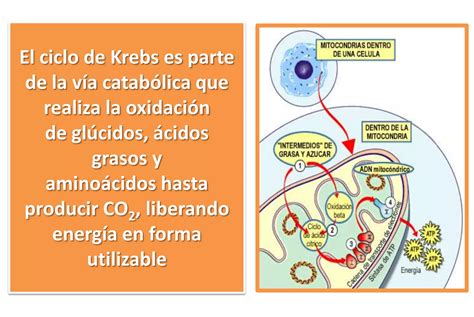 Ciclo De Krebs Ppt