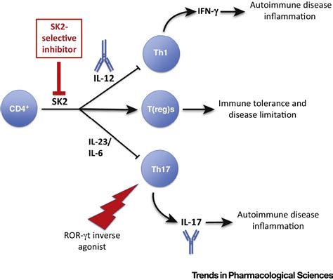 Sphingosine Kinase 2 In Autoimmune Inflammatory Disease And The