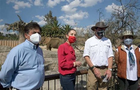 Mexico Us Condor Conservation Program May Add Cdmx Zoo