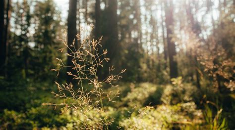 Vegetation played a major role in climate warming - Advanced Science News