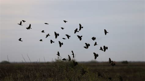 Annual bird counts give scientists climate clues