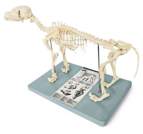 Skeleton Model Wellden International Inc Whole Body Veterinary