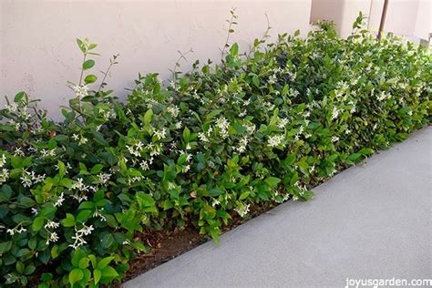 Star Jasmine Care And Growing Tips Complete Guide