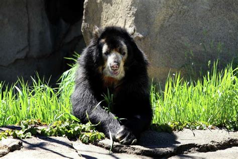 New bear exhibit opening in CT at Beardsley Zoo on May 20