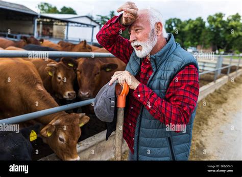 Tired Mature Farmer Resting On Shovel Handle After Feeding Cows On