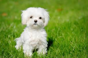 Tout Savoir Sur Le Bichon Maltais Esp Rance De Vie Entretien Du