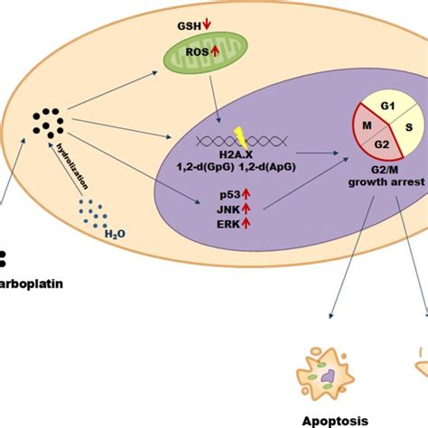 Mechanisms Of Paclitaxel And Docetaxel Cytotoxicity In Cancer Cells