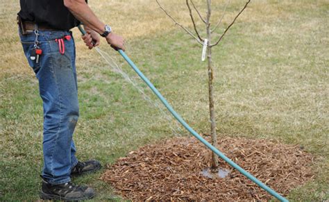 Tree Planting Season Is Near Learn 4 Essential Planting Tips The