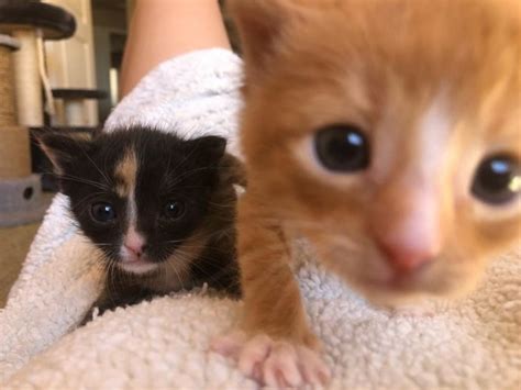 These Abandoned Kittens Kept Each Other Alive Until People Saved Them