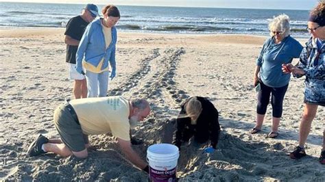 Huntington Beach State Park gains first sea turtle nest of year