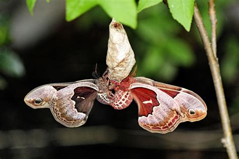 New Jersey Butterflies And Moths Of North America