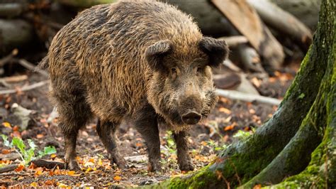 Gefährliche Parasiten in Wildschwein entdeckt Warnung vor Fleischverzehr