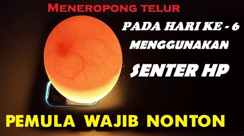 Meneropong Telur Pada Hari Ke Menggunakan Hp Youtube