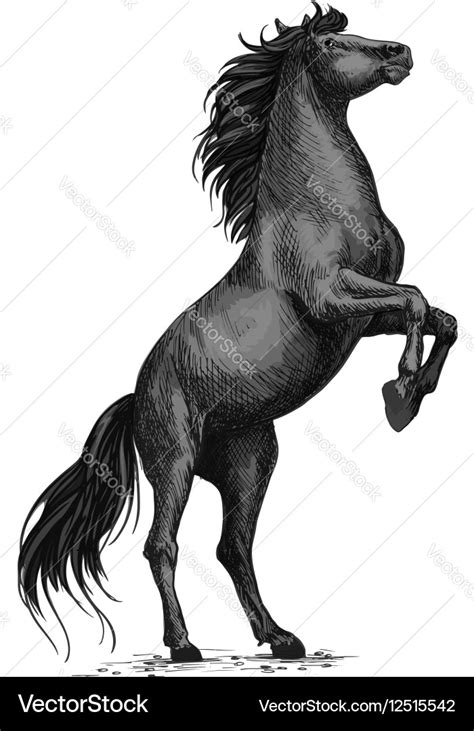 Black Horse Drawing