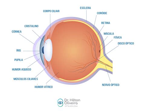 Como funciona o olho e a visão Dr Hilton Oliveira