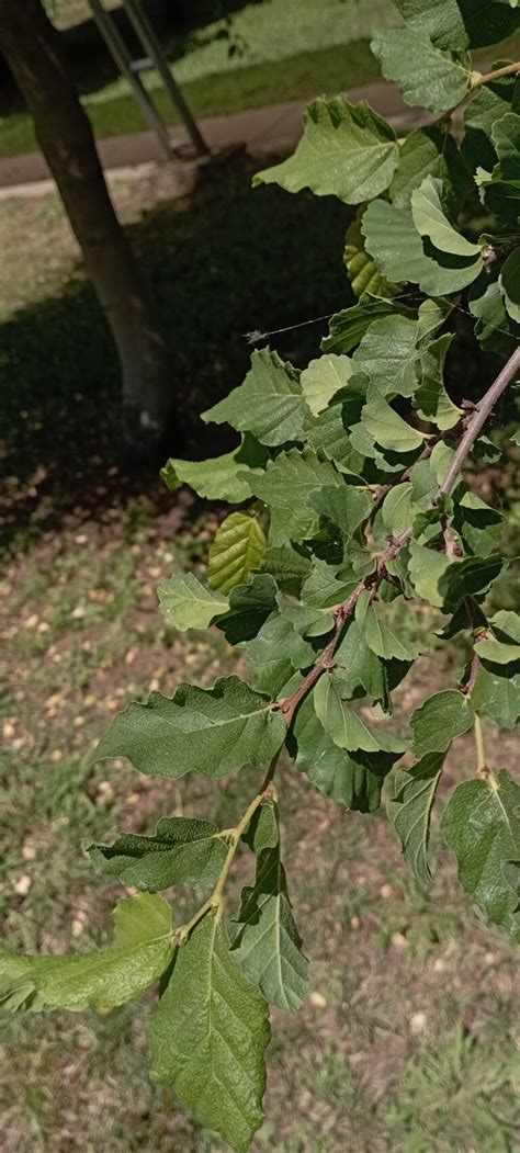 Nothofagus Glauca Phil Krasser Flora Y Fauna Udec Chill N