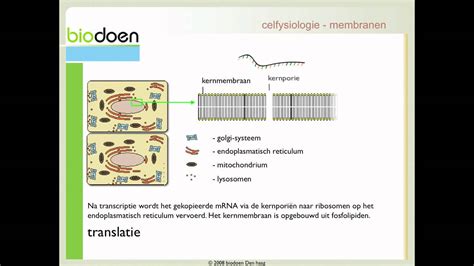 Biodoen Celfysiologie 3 Van 5 YouTube