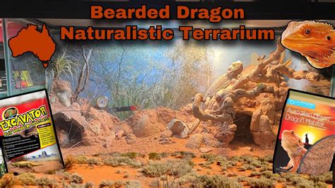 Setting Up A Naturalistic Bearded Dragon Terrarium With Excavator Clay