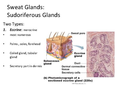 Integumentary System 2 Regions 1 Epidermis 2 Dermis