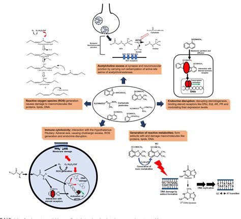 Figure From Conserved Metabolic And Evolutionary Themes In Microbial