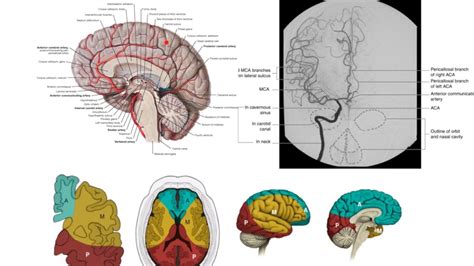 Anterior Cerebral Artery Anatomy