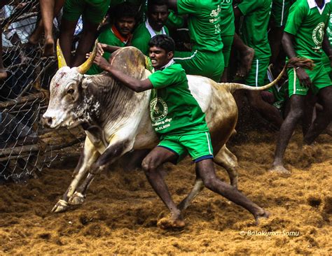 jallikattu