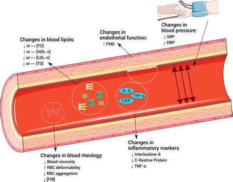 Frontiers Exercise Cardiovascular Health And Risk Factors For