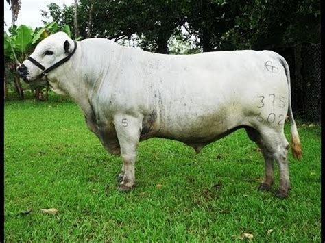 Tv Agro Te Acerca Al Campo Importancia De Pruebas Que Realiza El Ica