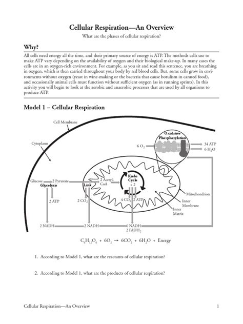 Pogil Answer Key Cellular Respiration Photosynthesis And Respiration