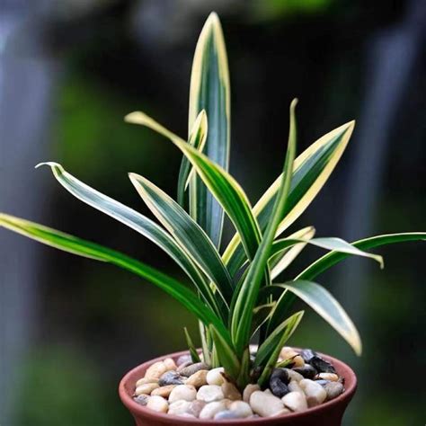 Fragrant Orchid Plant Sinense Live Cymbidium Easy Care Plant Red