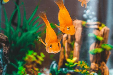 Aquarium Ammonia Levels Explained With A Simple Chart Pet Fish Online