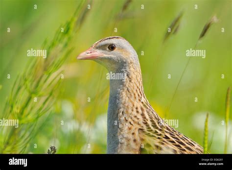 Male Corncrake Crex Crex South Uist Outer Hebrides Scotland Uk