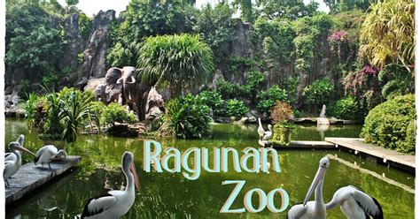 Ragunan Zoo Malay Travel And Tour