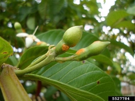 Guava diseases