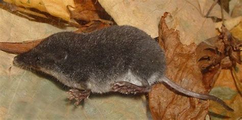 Shrew | Habitat & Facts | Britannica