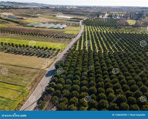 Aerial Photo of an Orange Grove in Spring Stock Image - Image of foliage, group: 144043993