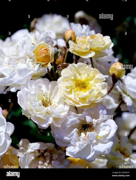 Rose Rosa Ghislaine De Feligonde In Flower Stock Photo Alamy